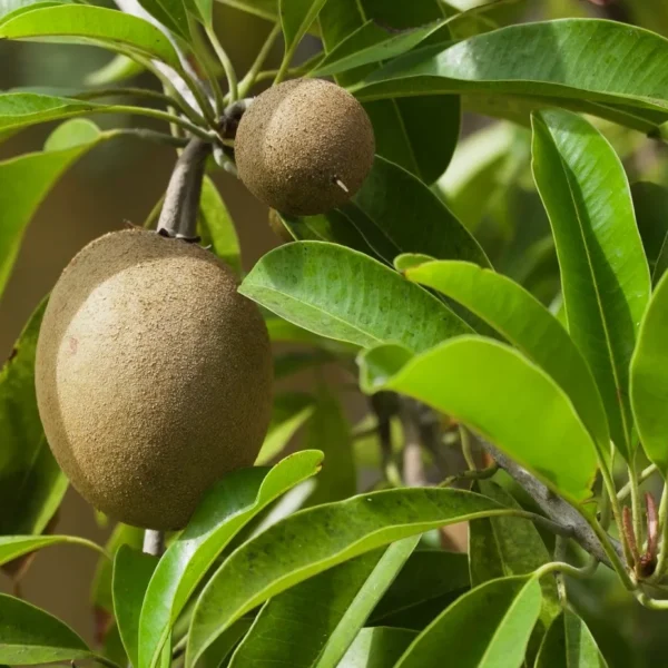 Kiwi Chileno: Exportaciones Crecen a Pese a la Competencia