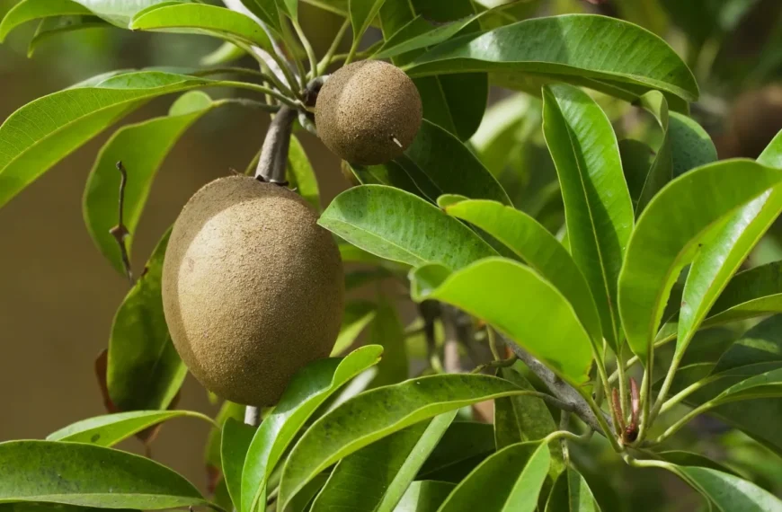 Kiwi Chileno: Exportaciones Crecen a Pese a la Competencia