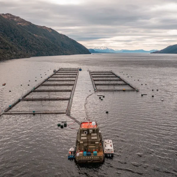 Exportaciones de Salmón a Rusia: Cooperación y Diálogo