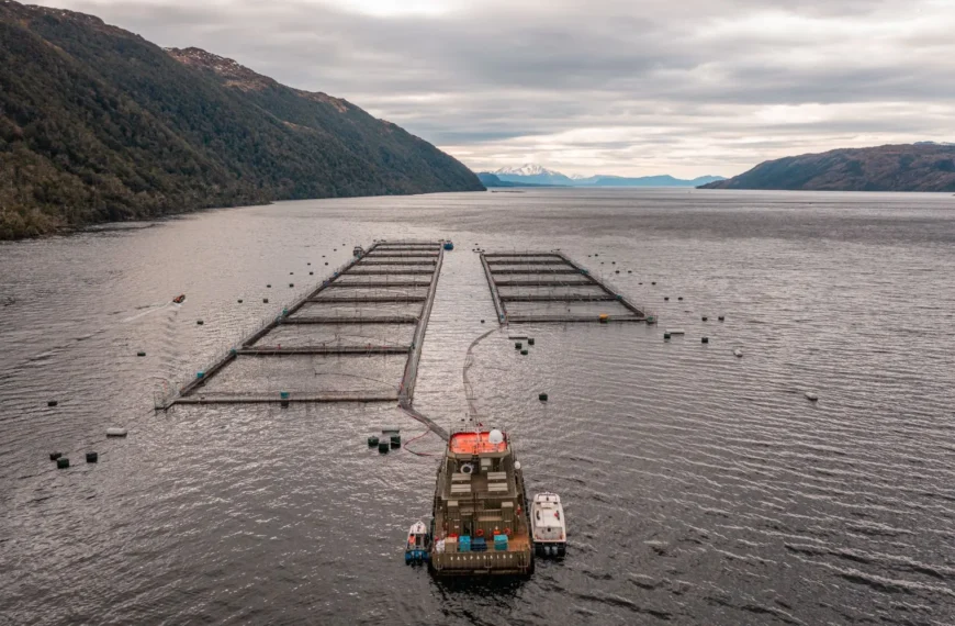 Exportaciones de Salmón a Rusia: Cooperación y Diálogo