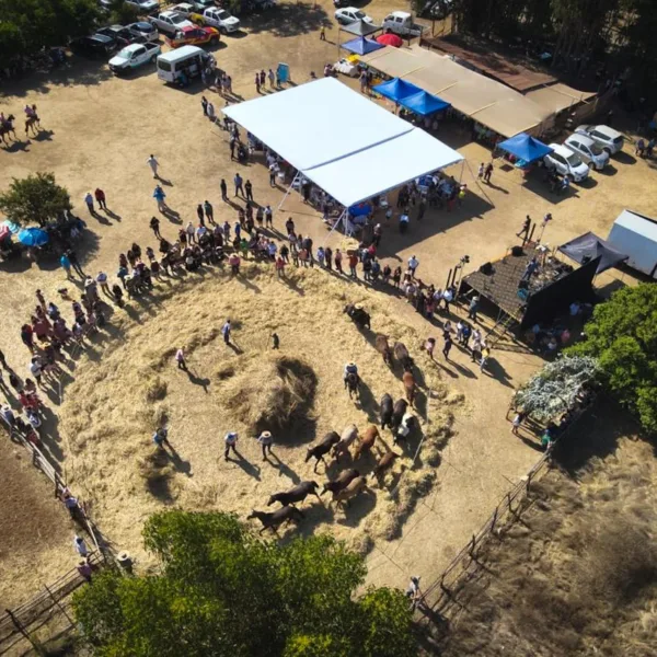 Trilla a Yegua Suelta: Una Fiesta de Tradición y Cultura en Puchuncaví