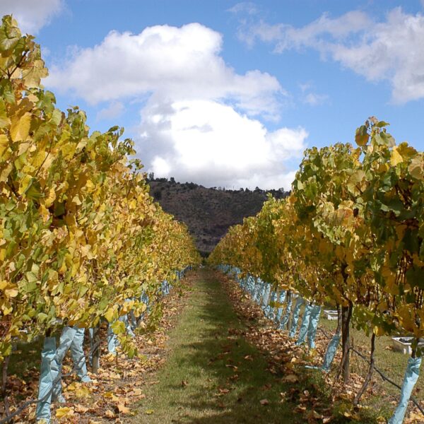 Fiesta de la Vendimia: Un Viaje Especial al Corazón de Casablanca