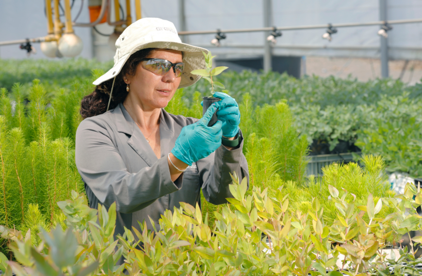 Arauco Bioforest: innovación forestal chilena con impacto global