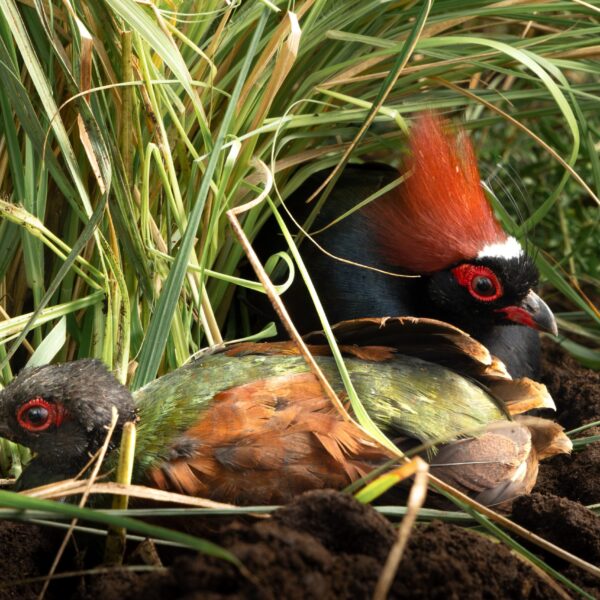 Aves del Parque Tricao: Cuatro Especies Fascinantes que Descubrir