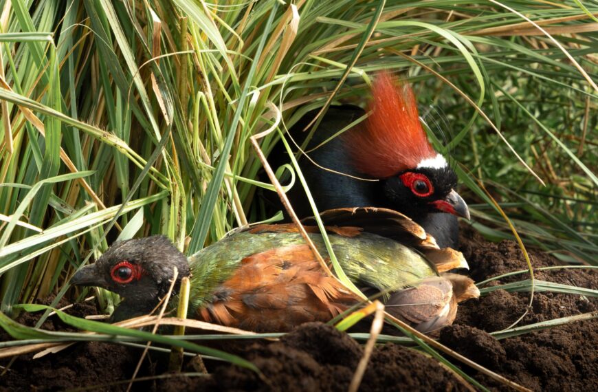 Aves del Parque Tricao: Cuatro Especies Fascinantes que Descubrir
