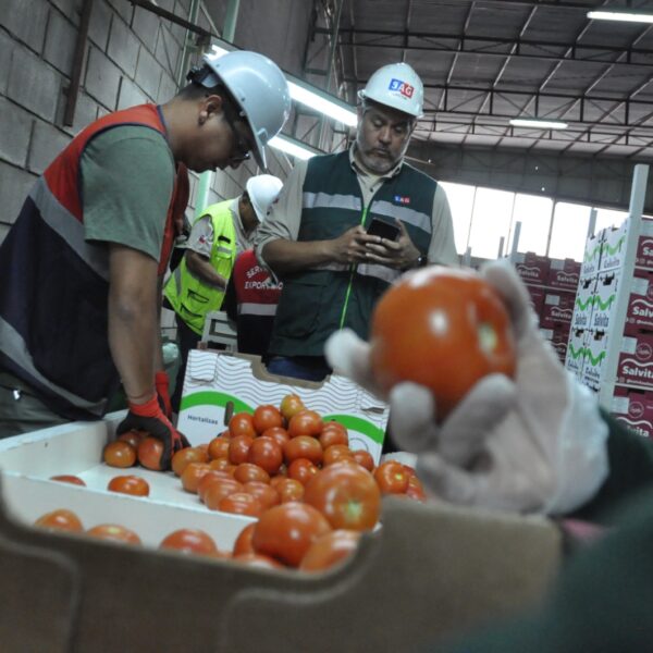 Exportaciones de Tomates: Cómo Arica Conquista el Mercado Argentino