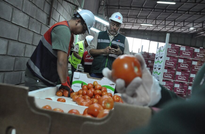 Exportaciones de Tomates: Cómo Arica Conquista el Mercado Argentino