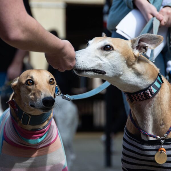 VIVO Pet Fashion Day: Un evento familiar único para amantes de mascotas