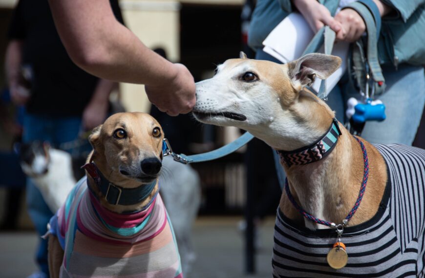VIVO Pet Fashion Day: Un evento familiar único para amantes de mascotas