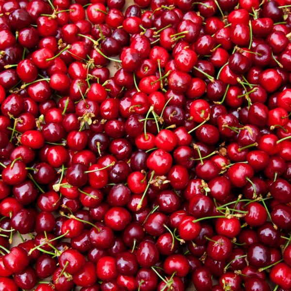 Logística de Exportación de Cerezas: Claves para la Temporada 2026-2027